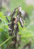 Astragalus subpolaris. Соплодие с невызревшими плодами. Карелия, Заонежье, песчаный пляж у границы с сосновым бором. 25.07.2017.