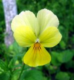 Viola wittrockiana