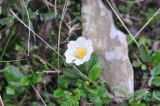 Dryas caucasica