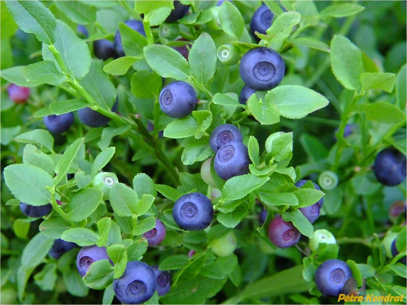 Изображение особи Vaccinium myrtillus.