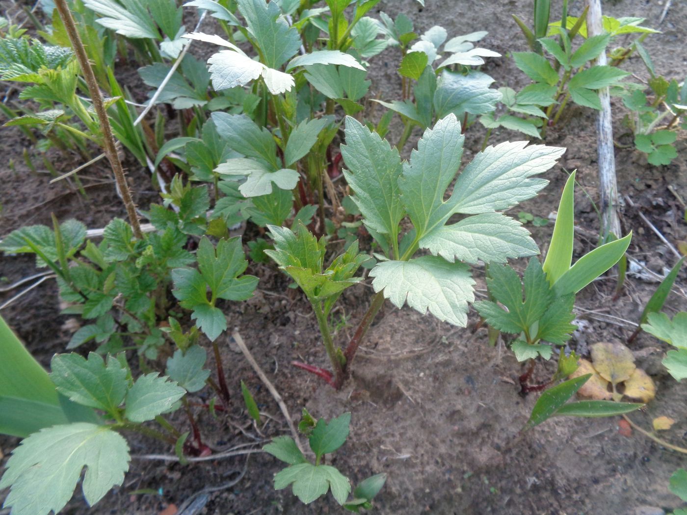 Image of Rudbeckia laciniata var. hortensia specimen.