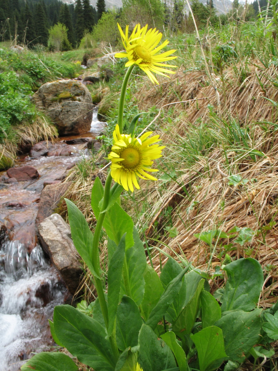 Изображение особи Doronicum turkestanicum.