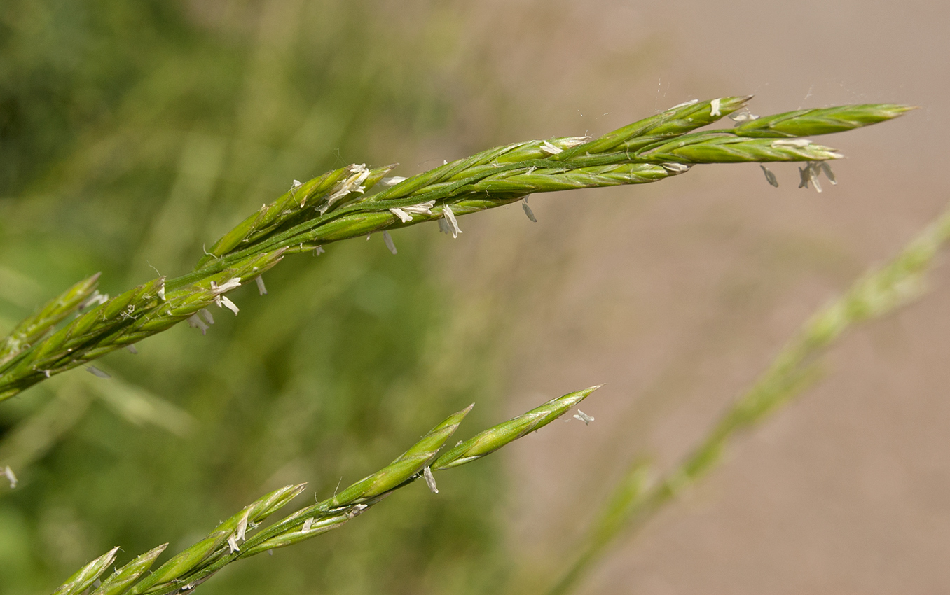 Изображение особи Festuca pratensis.