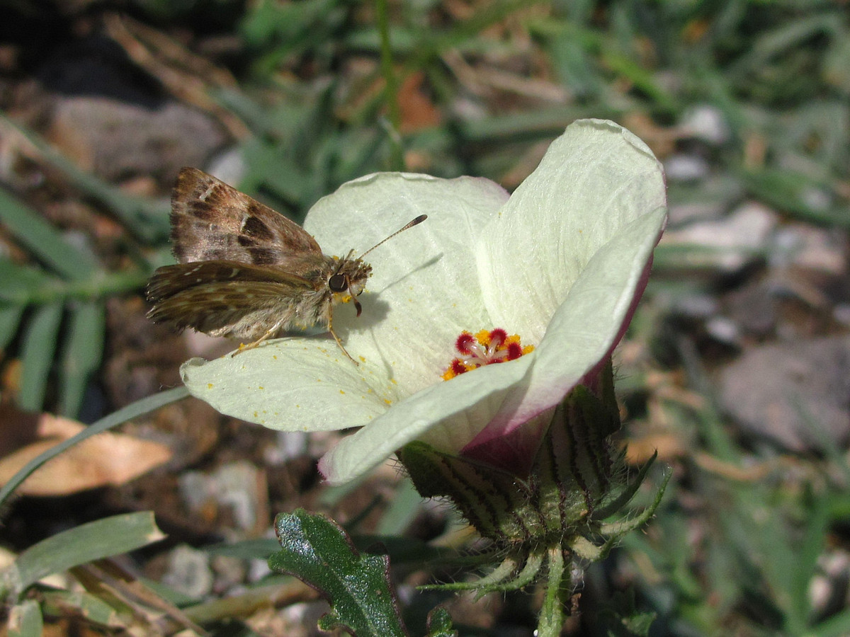 Изображение особи Hibiscus trionum.