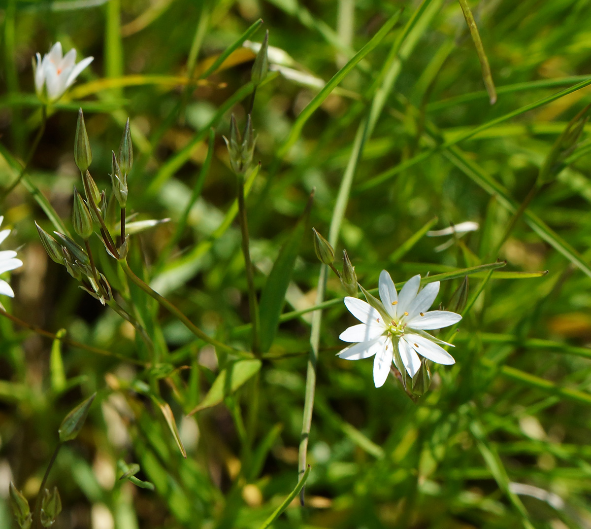 Image of Stellaria graminea specimen.