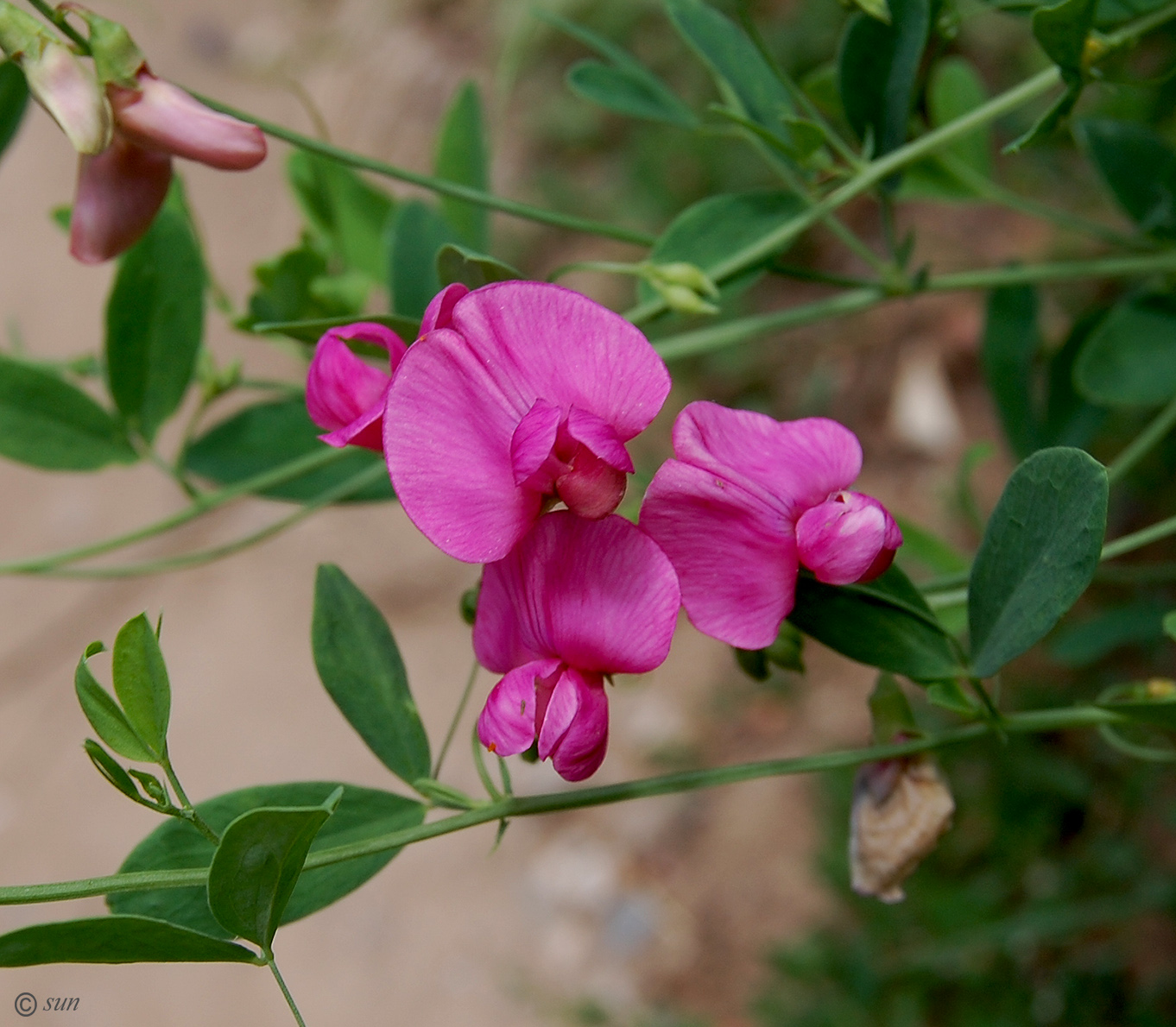 Изображение особи Lathyrus tuberosus.