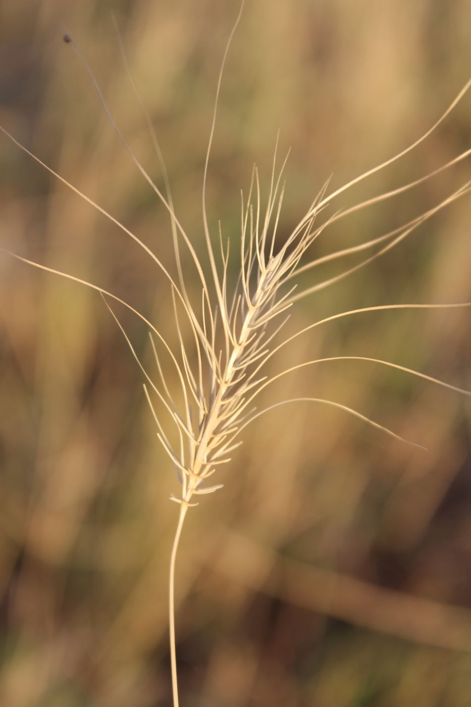 Изображение особи Taeniatherum crinitum.