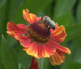 Helenium autumnale. Соцветие с фуражирующей пчелой. Московская обл., Раменский р-н, окр. дер. Хрипань, садовый участок. 16.08.2018.