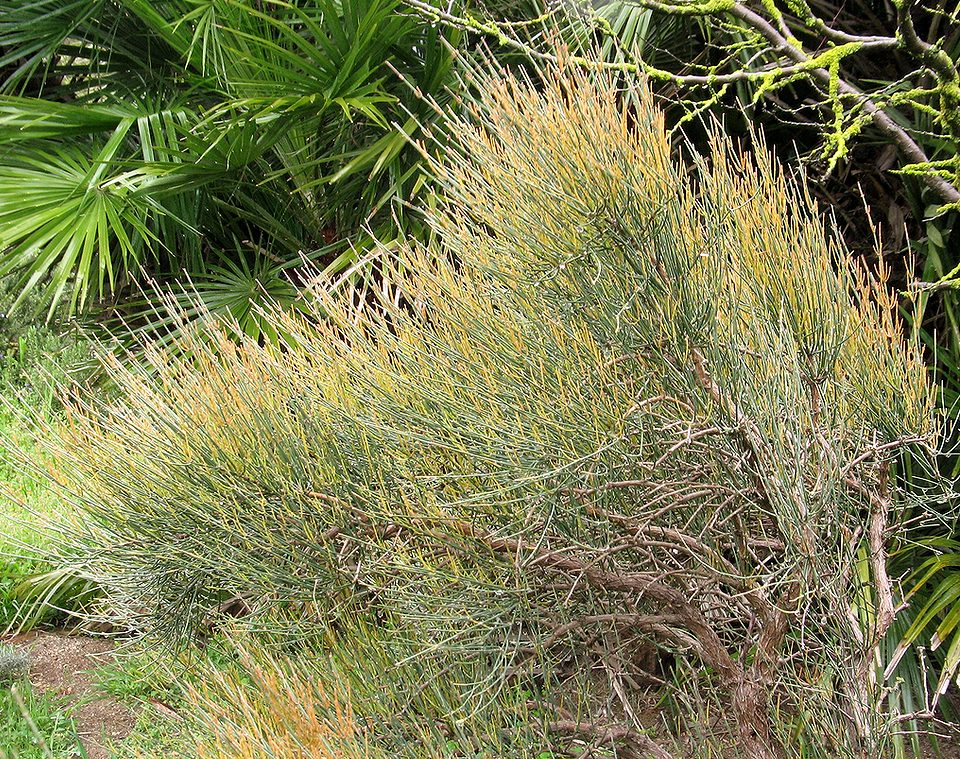 Image of Ephedra procera specimen.