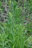 Polygonatum verticillatum