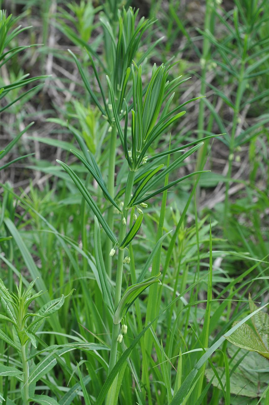 Изображение особи Polygonatum verticillatum.