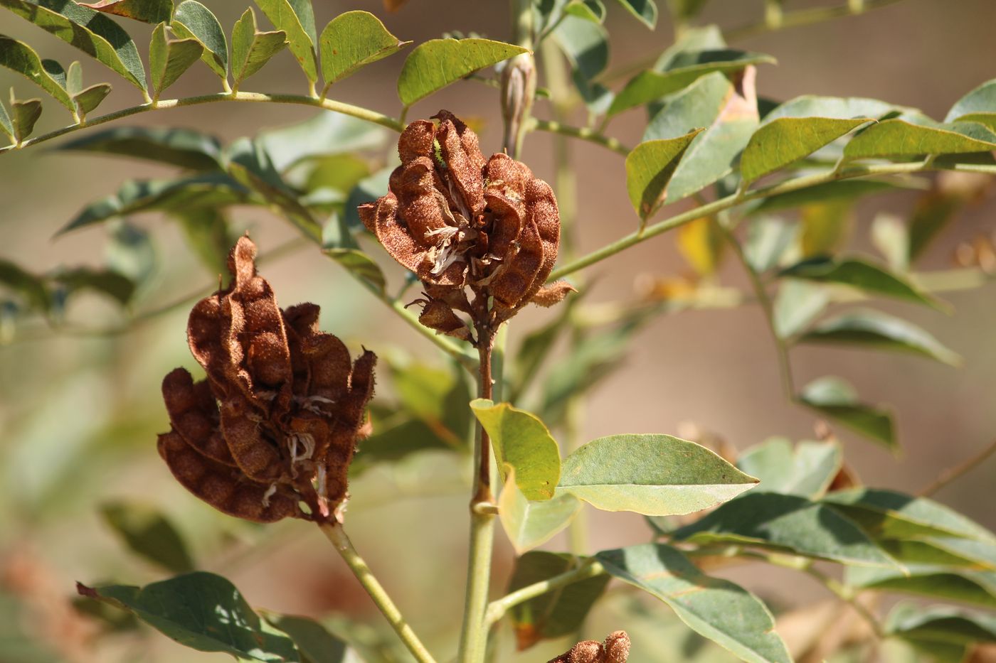 Image of Glycyrrhiza soongorica specimen.