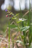 Pulmonaria obscura. Верхушка цветущего растения. Псковская обл., Пустошкинский р-н, берег озера, лиственный лес (в составе Betula, Populus tremula, Sorbus aucuparia, Acer platanoides, Tilia cordata, Quercus robur). 04.05.2018.