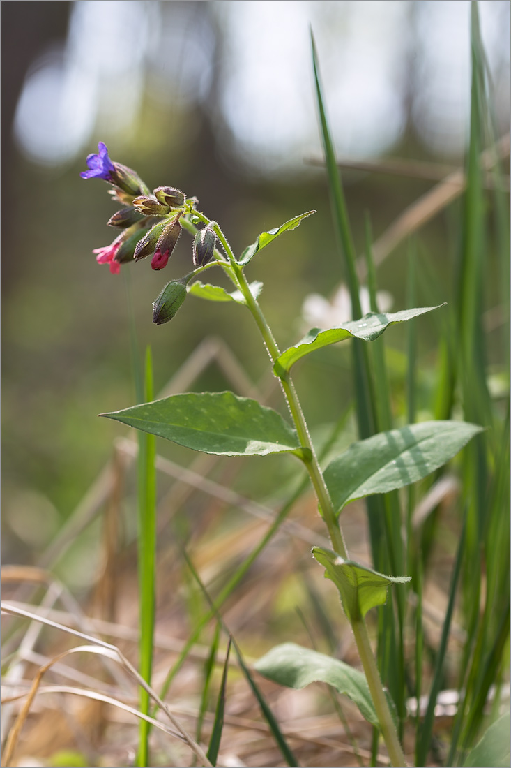 Изображение особи Pulmonaria obscura.