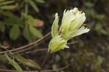 Castilleja pallida. Верхушка побега с соцветием. Республика Алтай, Кош-Агачский р-н, Северо-Чуйский хребет, долина р. Актру, 14.08.2018.