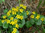 Caltha violacea