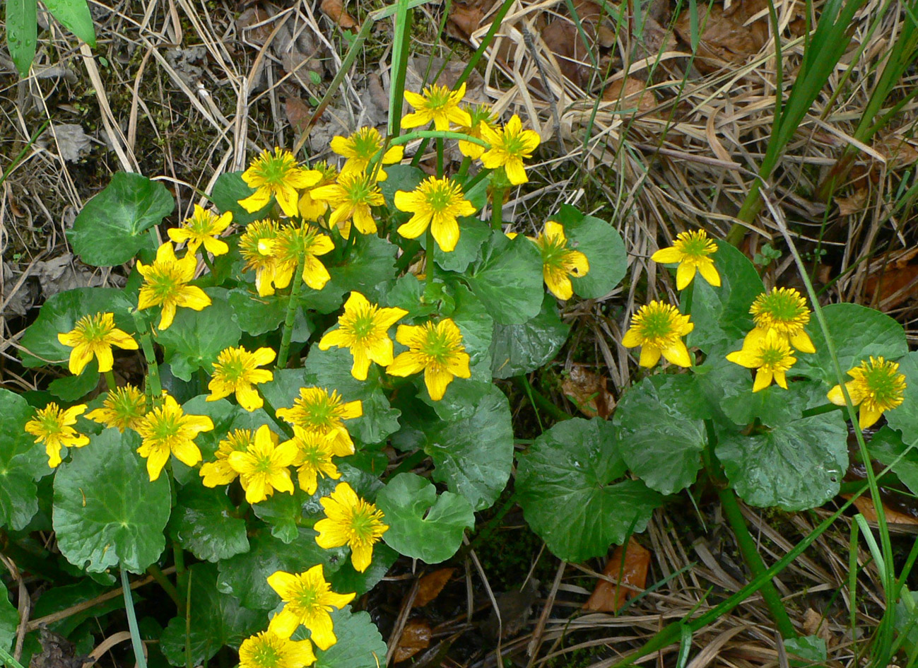 Image of Caltha violacea specimen.