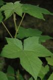 Rubus odoratus