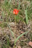 Tulipa ostrowskiana. Цветущее растение из красноцветковой популяции. Казахстан, Тянь-Шань, хр. Киргизский, ущ. Мерке, степной склон юго-зап. экспозиции. 17.04.2018.