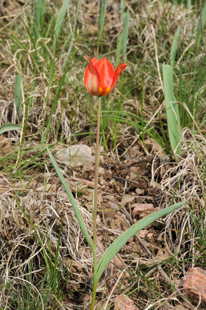 Image of Tulipa ostrowskiana specimen.