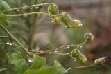 Maurandya scandens