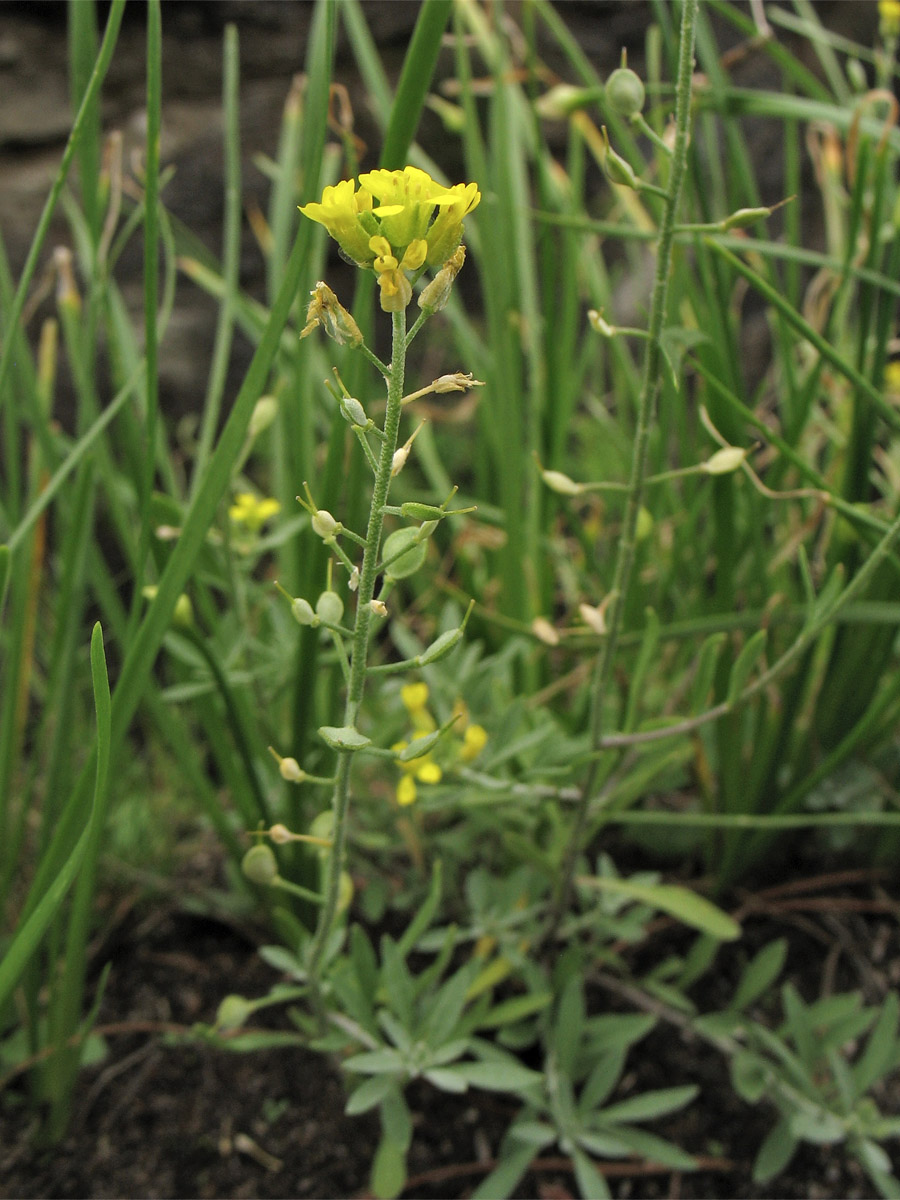 Image of Alyssum iljinskae specimen.