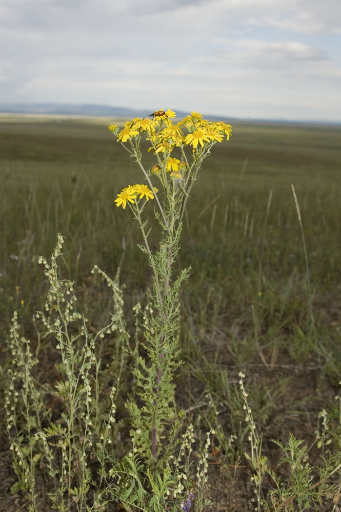 Image of Senecio jacobaea specimen.