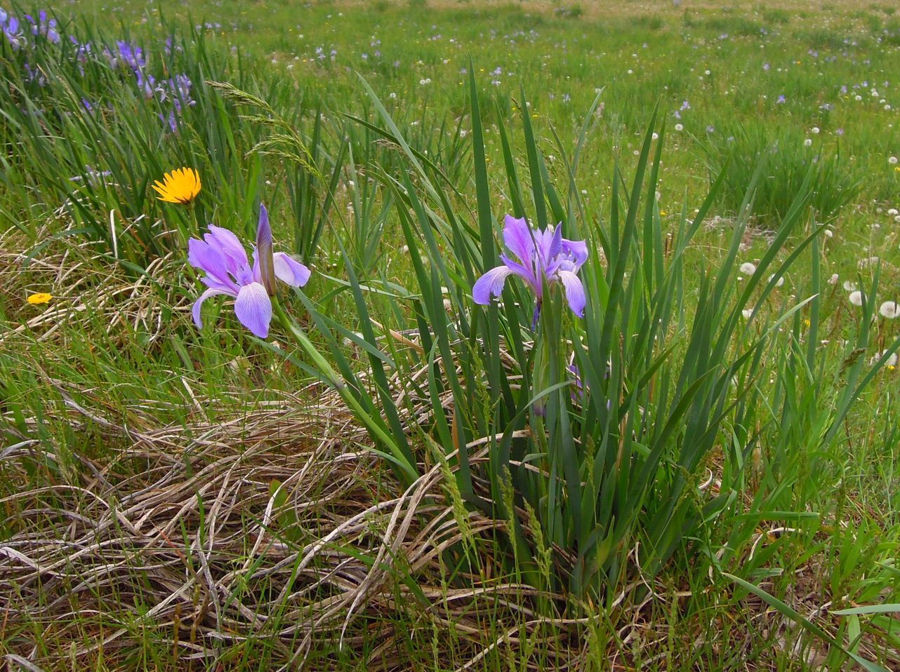 Изображение особи Iris biglumis.