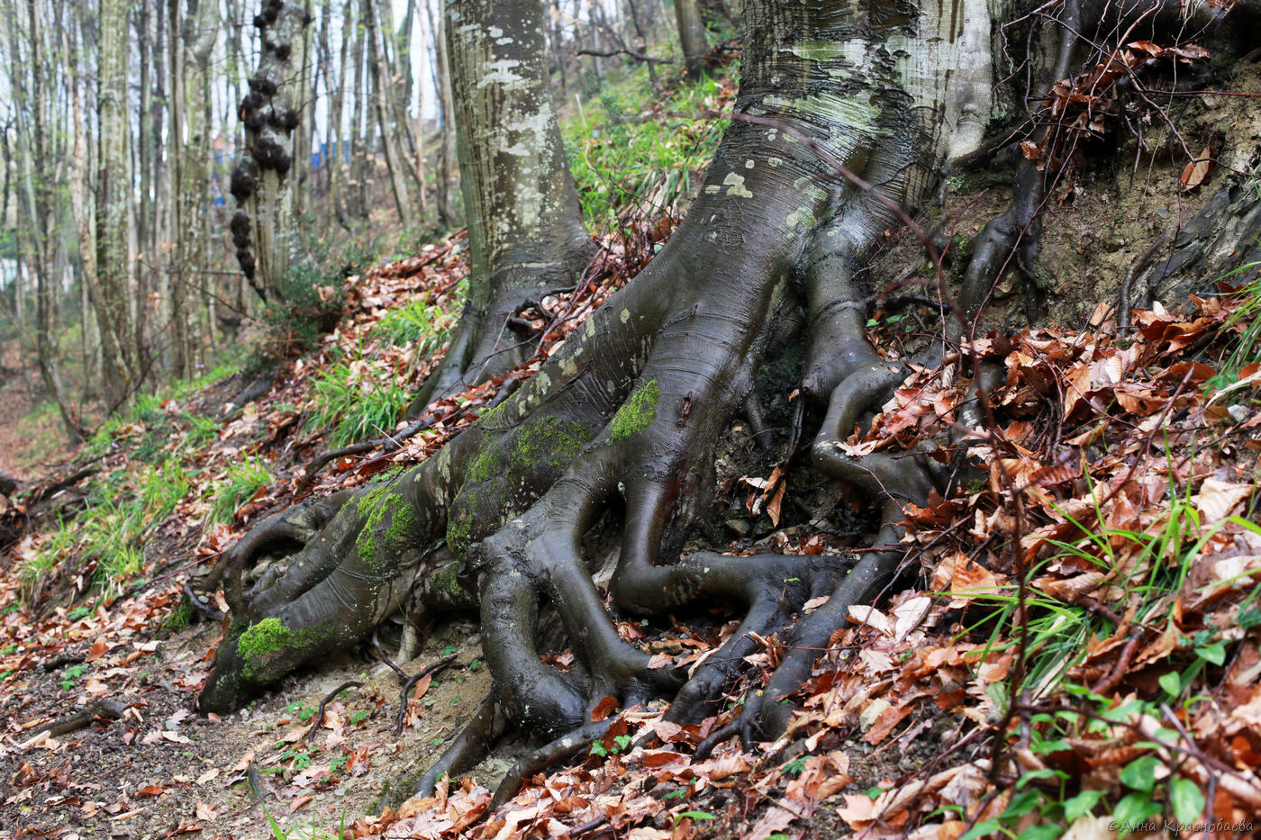 Изображение особи Fagus orientalis.