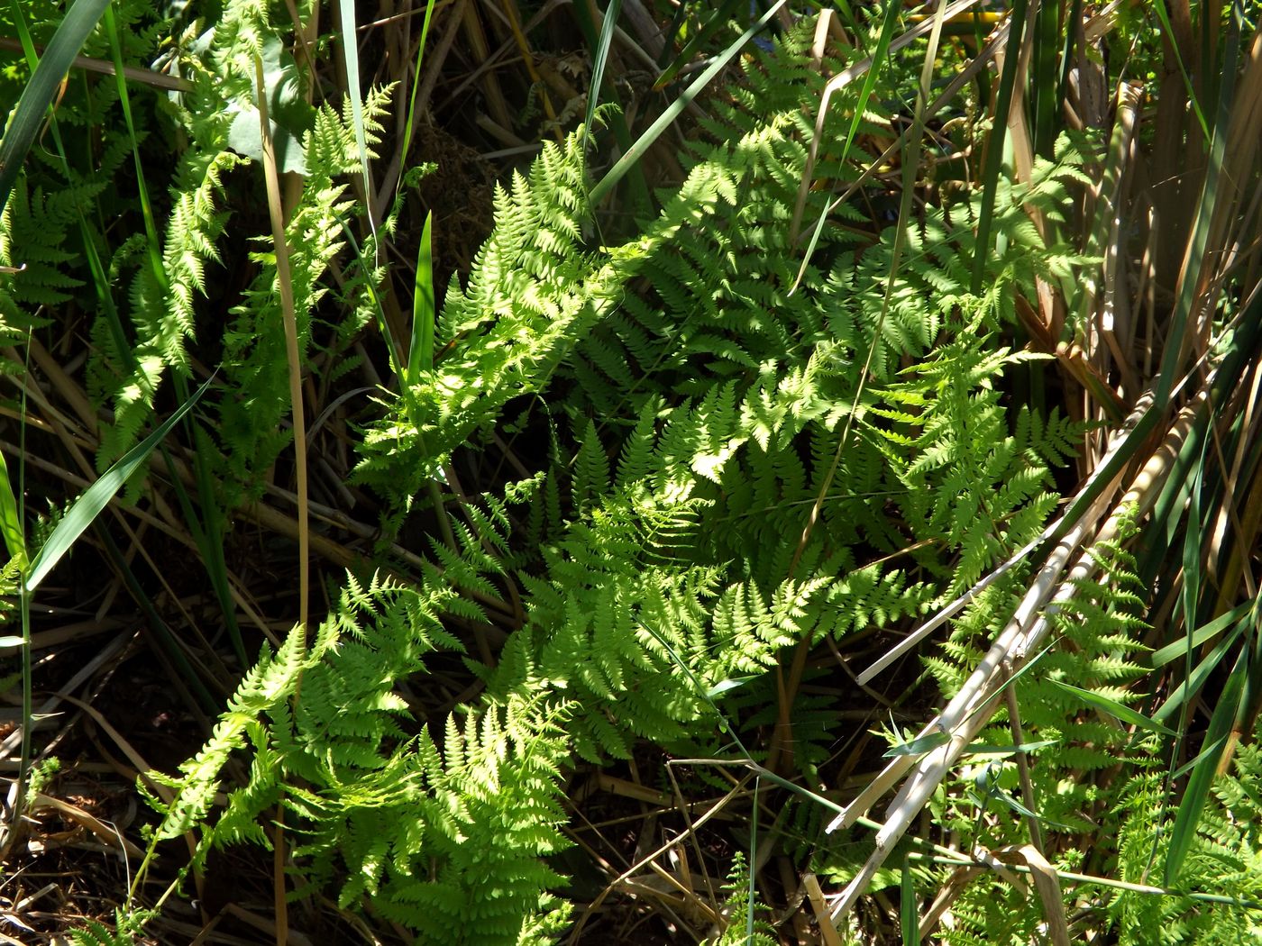 Изображение особи Thelypteris palustris.