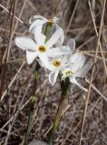Narcissus obsoletus