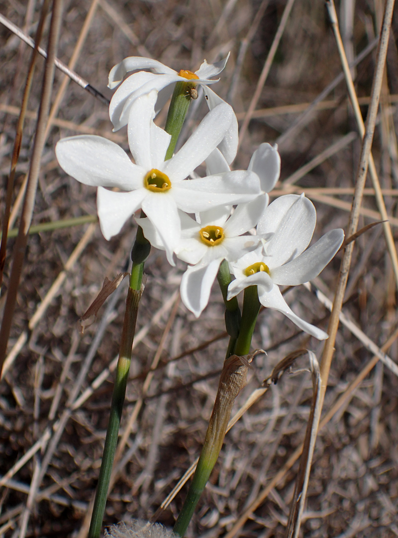 Image of Narcissus obsoletus specimen.
