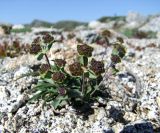 Bupleurum triradiatum