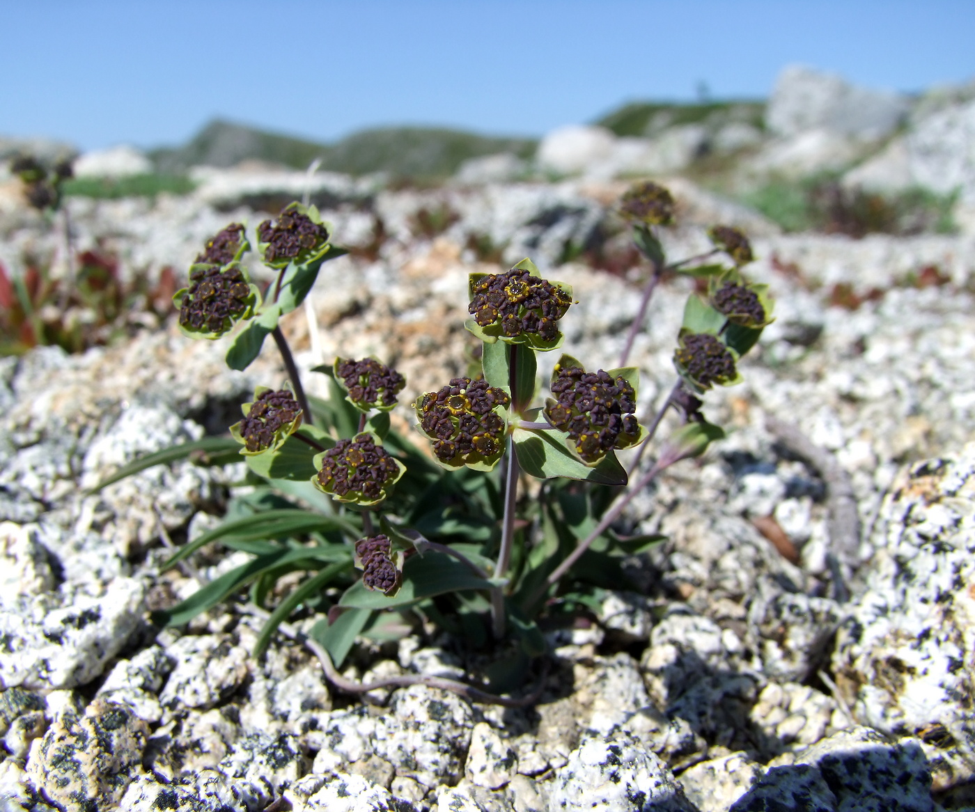 Изображение особи Bupleurum triradiatum.