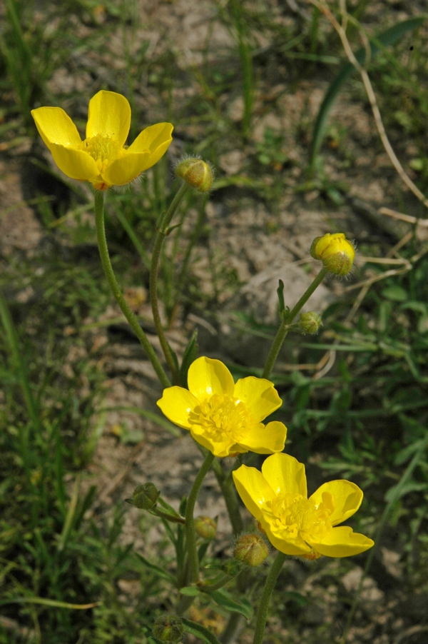 Image of Ranunculus regelianus specimen.