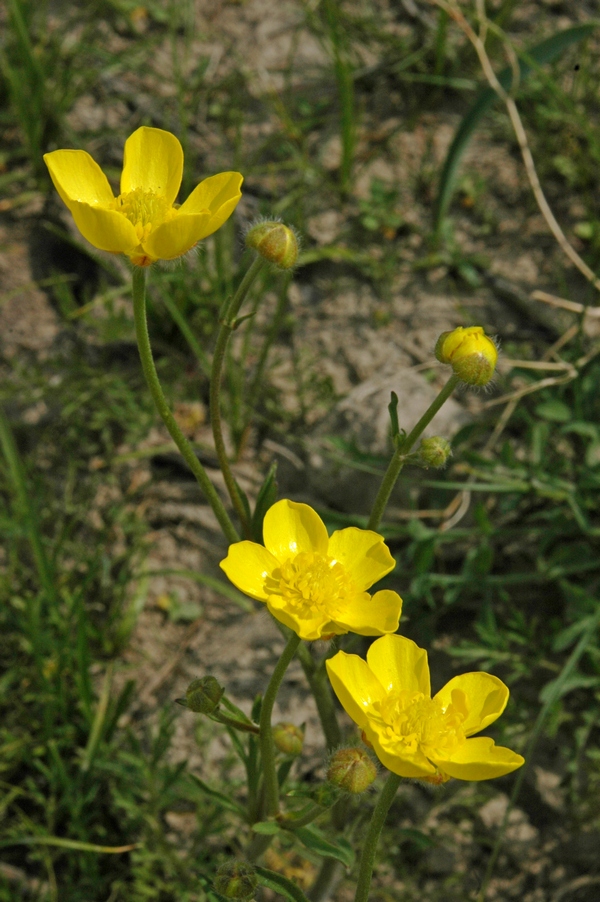 Изображение особи Ranunculus regelianus.