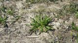 Taraxacum bessarabicum