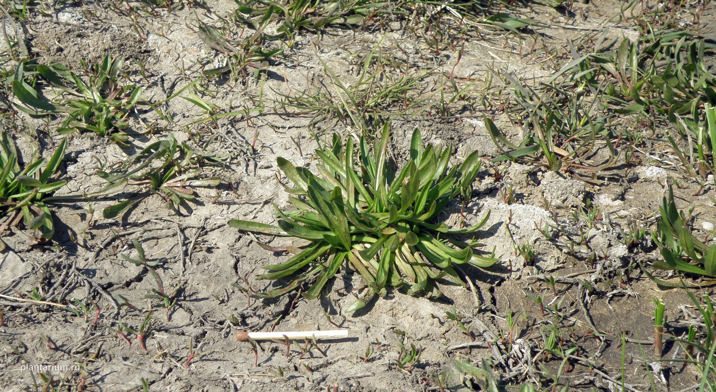 Image of Taraxacum bessarabicum specimen.