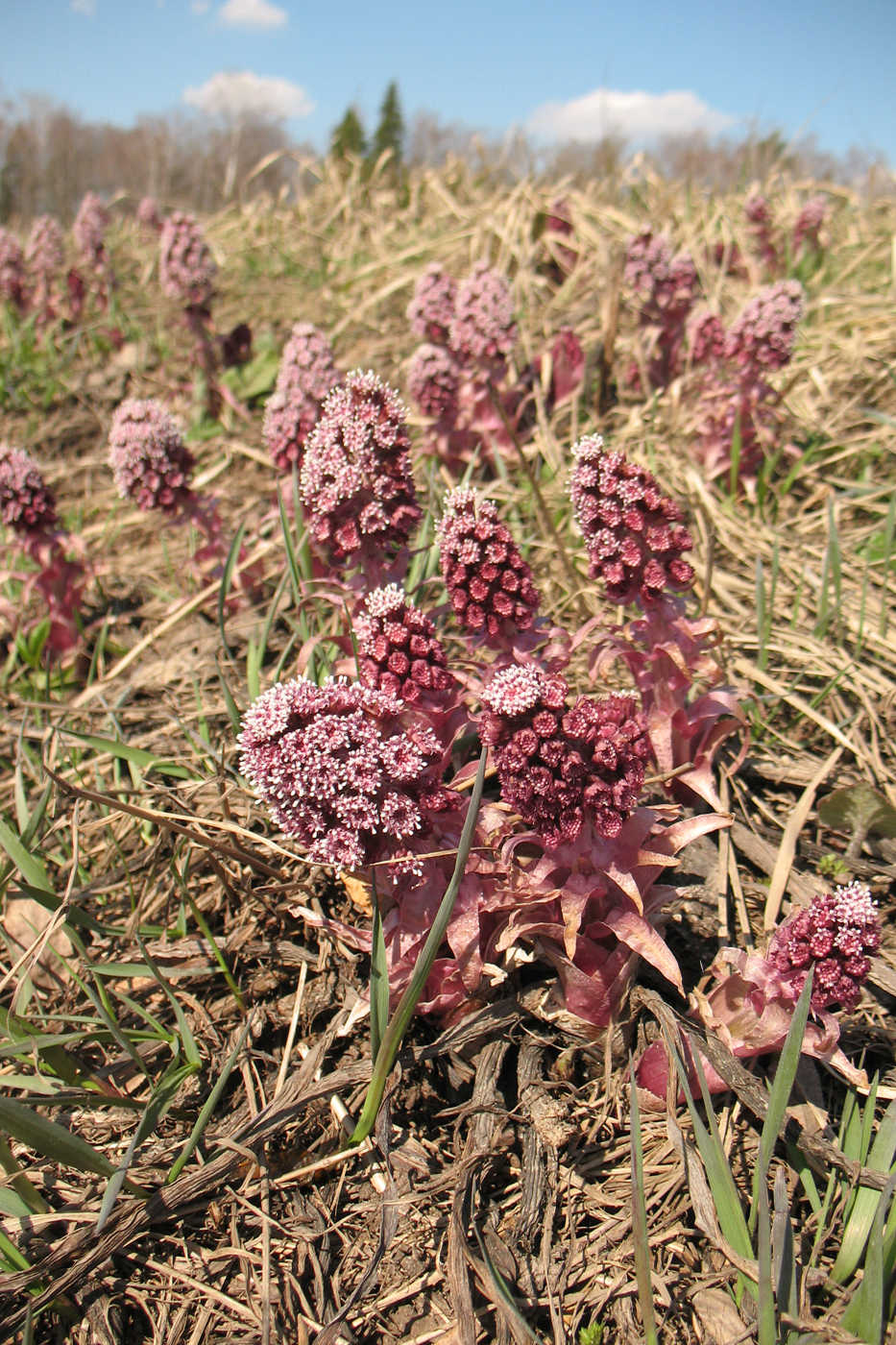 Изображение особи Petasites hybridus.