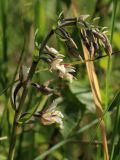 Epipactis palustris