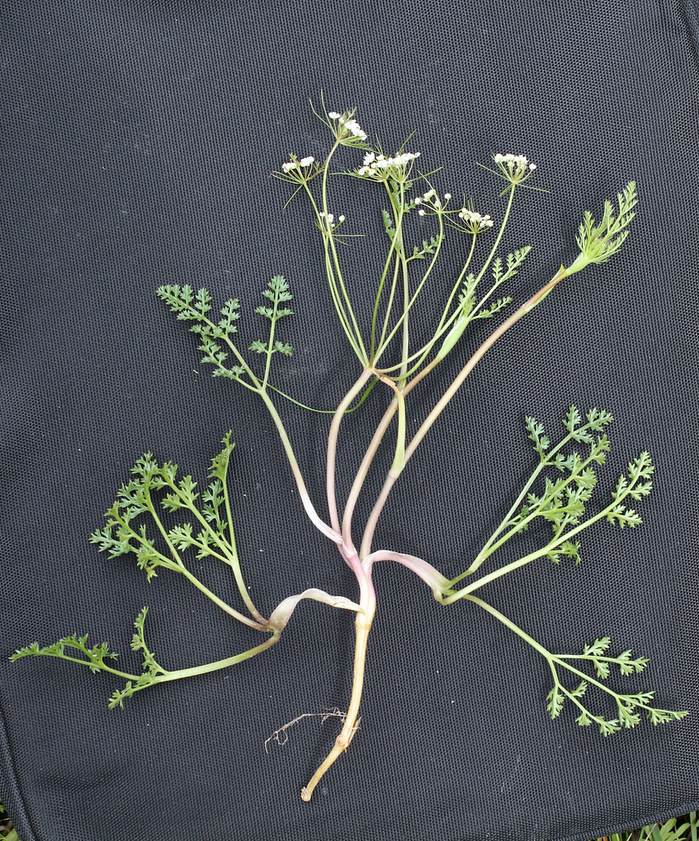 Image of Bunium persicum specimen.