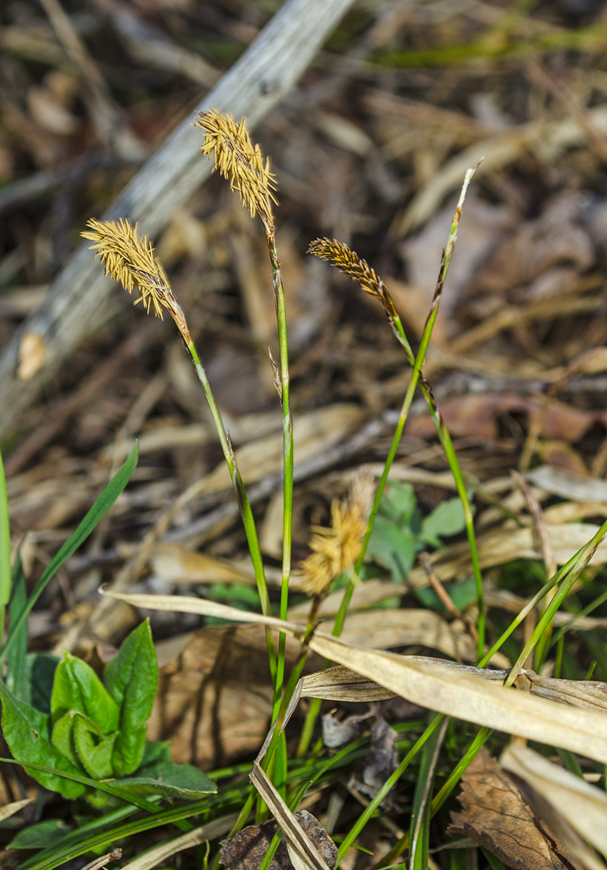 Изображение особи род Carex.