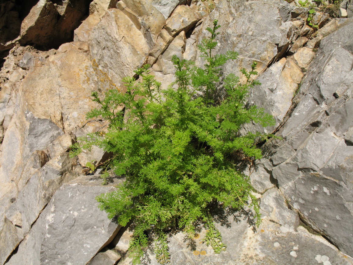 Image of Tanacetopsis karataviensis specimen.