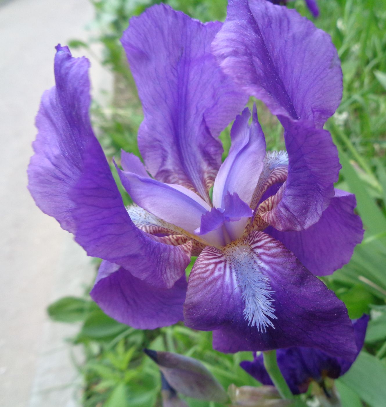 Изображение особи Iris &times; hybrida.