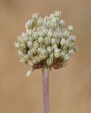 Allium ampeloprasum. Соплодие. Республика Кипр, окр. г. Лимасол (Λεμεσός), пляж. 09.06.2019.