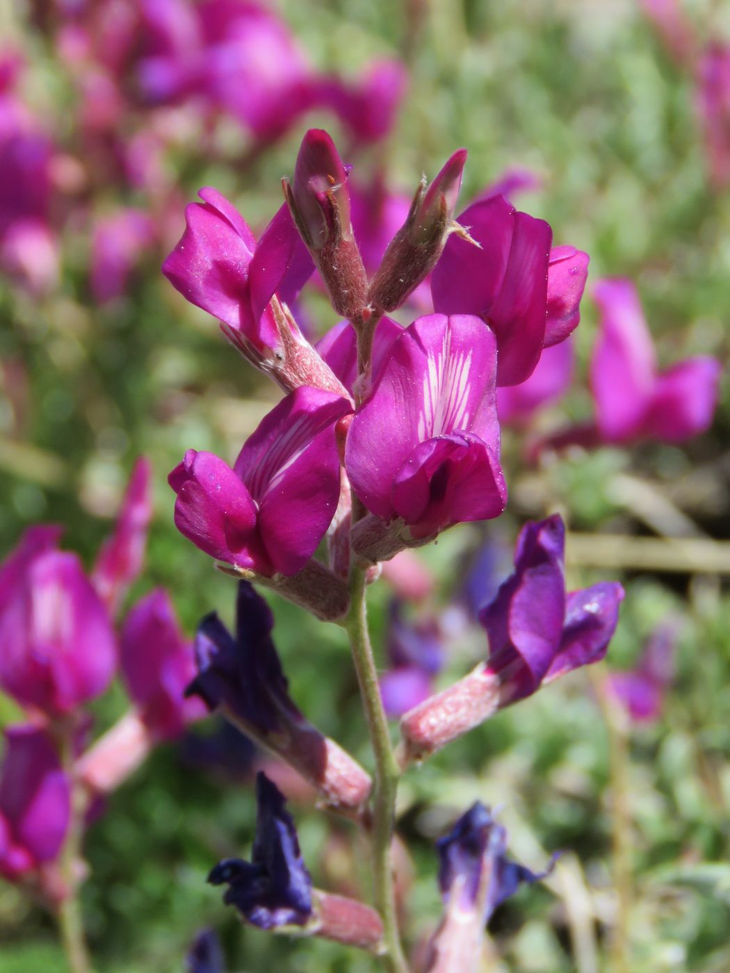 Изображение особи Oxytropis pseudorosea.