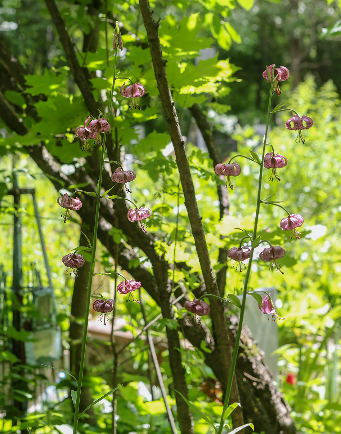 Image of Lilium pilosiusculum specimen.