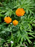 Trollius asiaticus