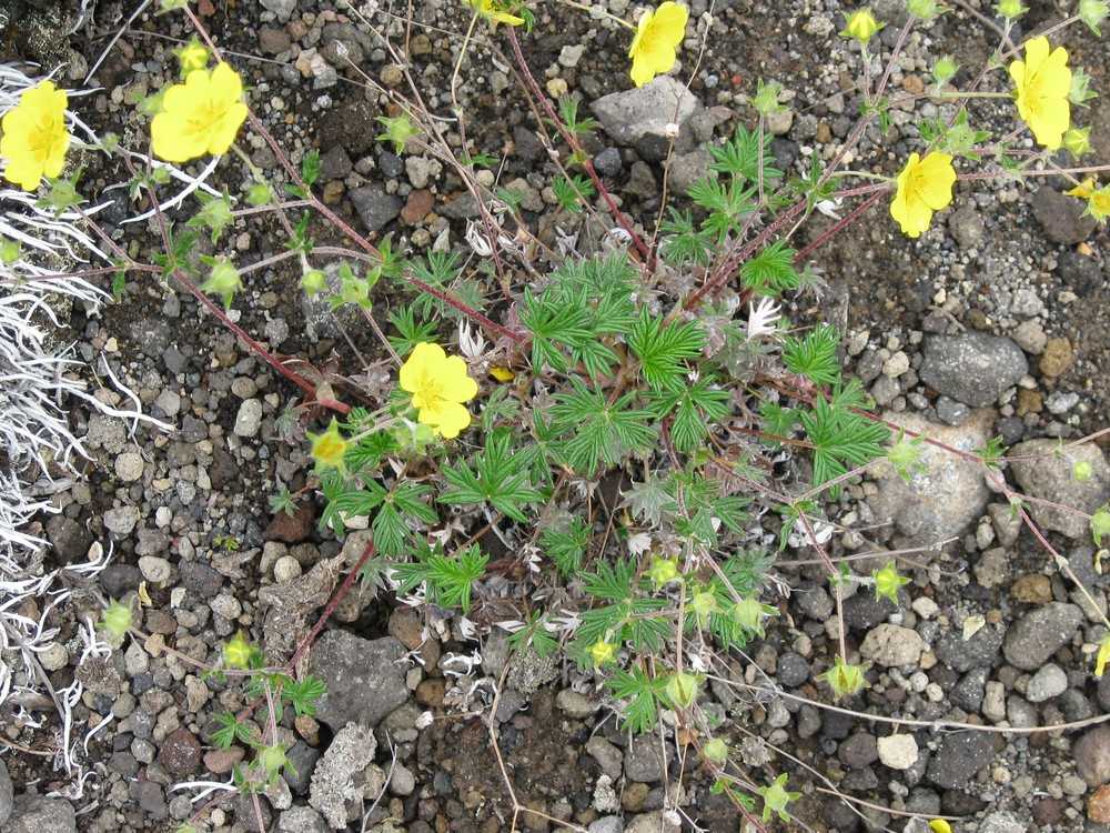 Изображение особи Potentilla vulcanicola.