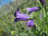 Campanula hohenackeri. Часть соцветия. Кабардино-Балкария, Эльбрусский р-н, окр. г. Тырныауз, ок. 1400 м н.у.м., каменистый склон. 05.07.2019.